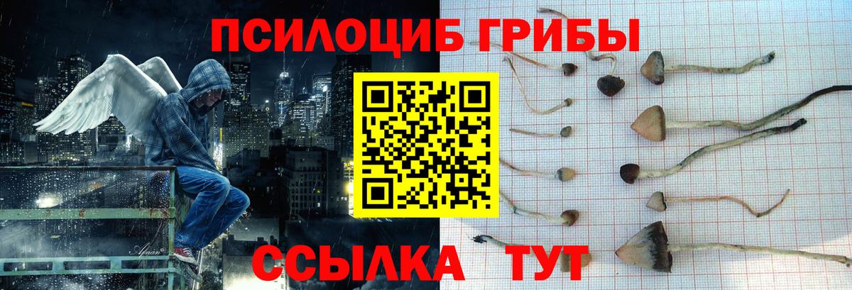 Псилоцибиновые грибы Cubensis Шелехов