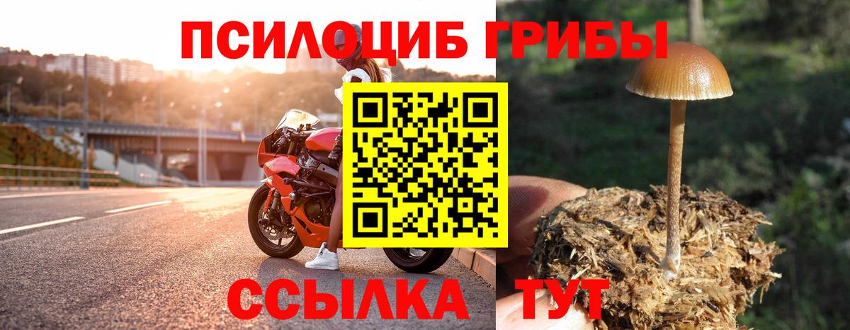 Шелехов  Псилоцибиновые грибы Cubensis  Вход с VPN 